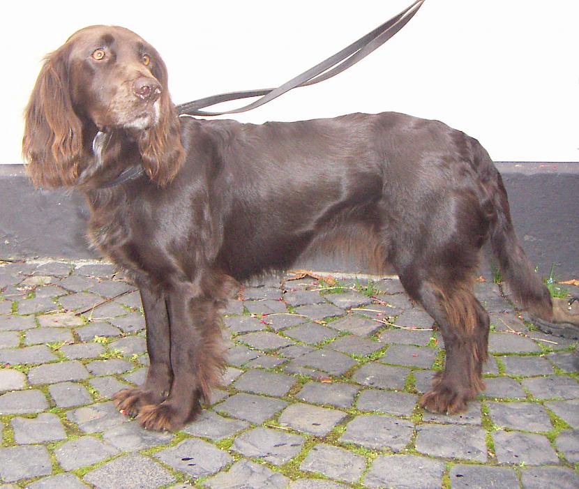 vācu spaniels Autors: AgaGangaEsenga Suņu šķirnes daudz