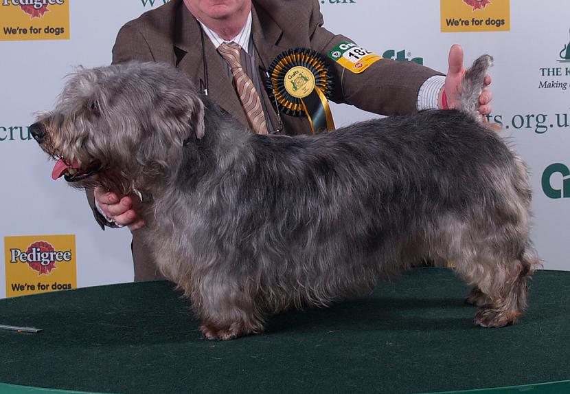 Glen of Imaal Terrier Autors: AgaGangaEsenga Suņu šķirnes daudz