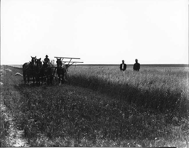 pļauj labību ap 1920gadu Autors: zigisre Kanāda 1860-1930