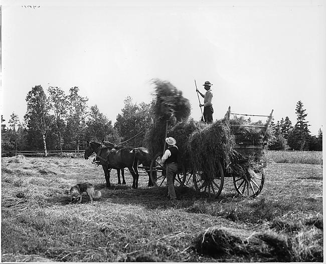 vāc sienu  1908gads Autors: zigisre Kanāda 1860-1930