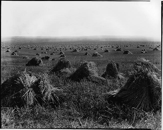 Kviešu kūļi apmēram 1920gads Autors: zigisre Kanāda 1860-1930