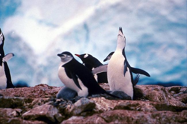 Pārsvarā pingvīni pārtiek no... Autors: kiss Pingvīni
