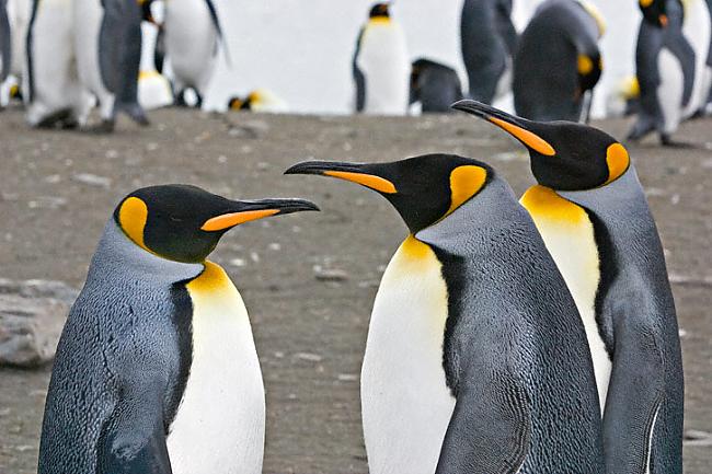 Karaliskais pingvīns latīņu... Autors: kiss Pingvīni