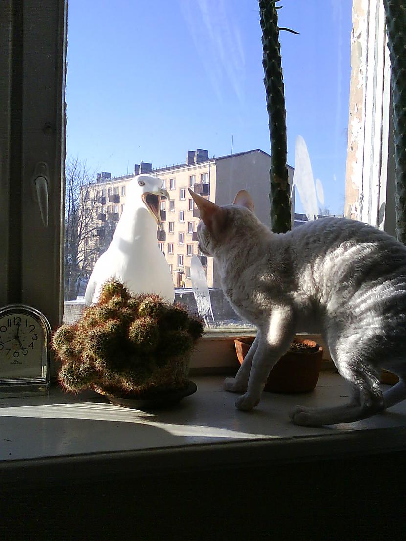  Autors: Fosilija Ekskluzīvi spoki(em).lv - mans kaķis sastopas ar kaiju