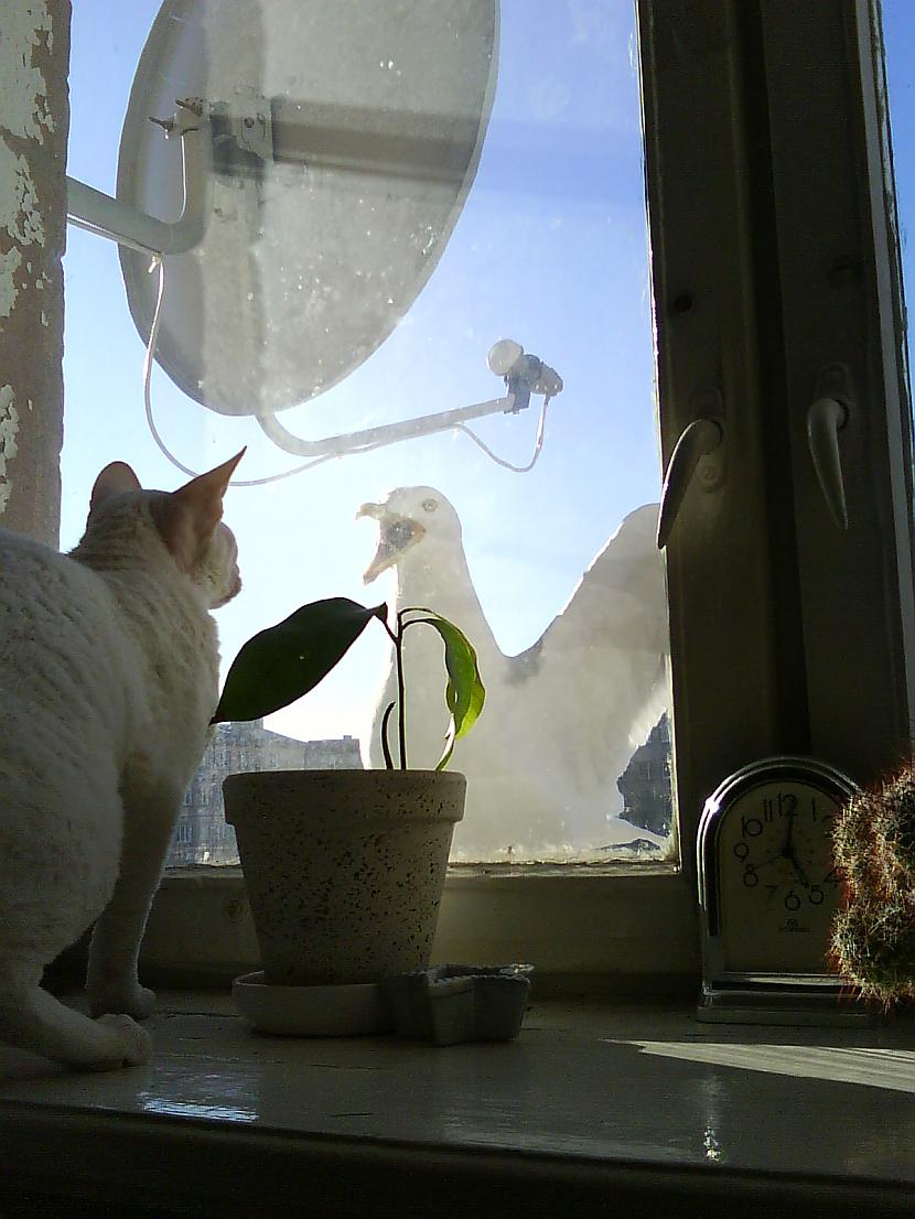  Autors: Fosilija Ekskluzīvi spoki(em).lv - mans kaķis sastopas ar kaiju