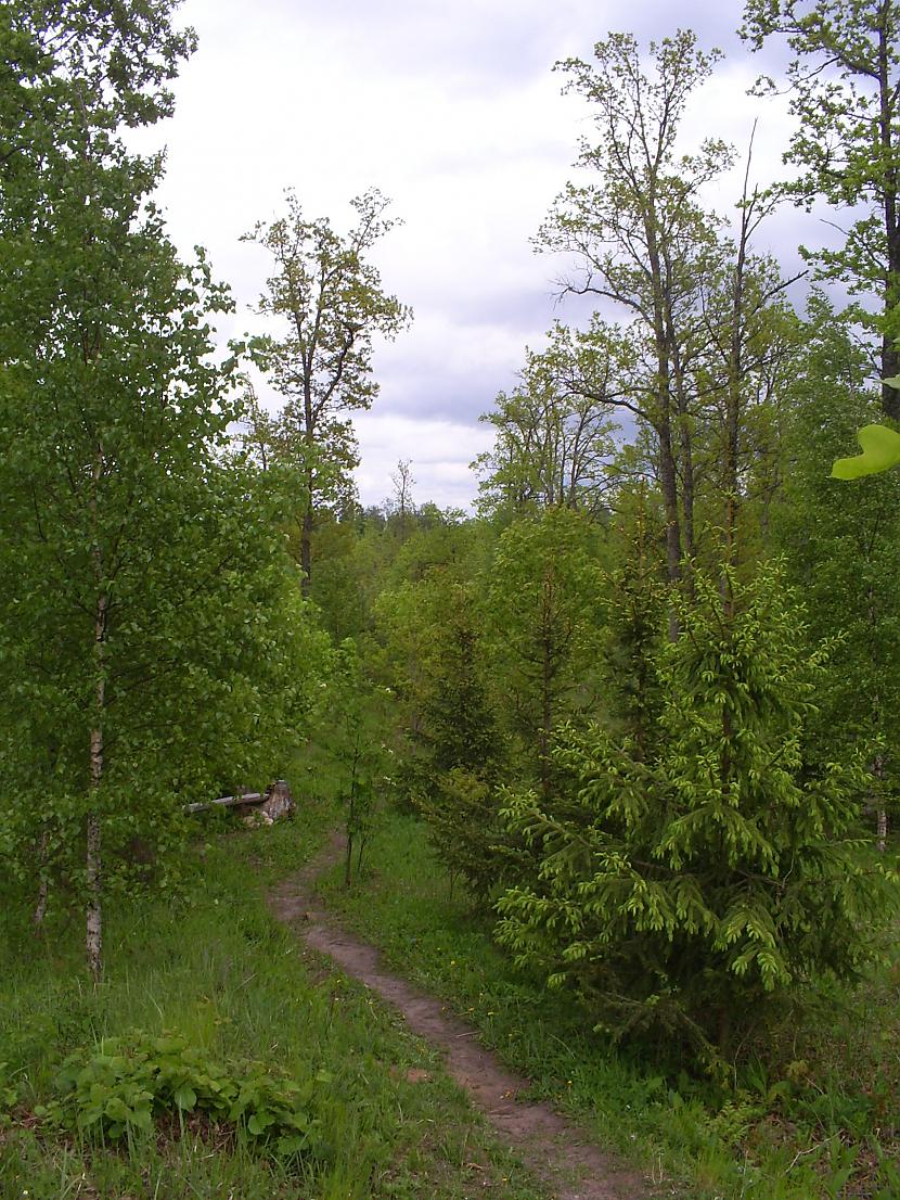  Autors: Bogdanoviča par pokaiņu mežu
