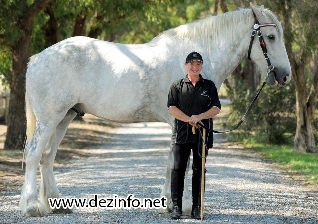 Pasaulē pats augstākais zirgs ... Autors: aisse 2009. gada rekordi