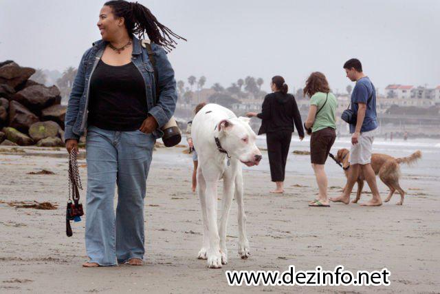 Pasaulē augstākais suns ir 107... Autors: aisse 2009. gada rekordi