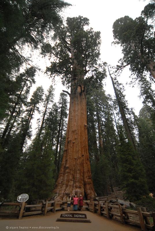 Pasaulē lielākie koki ir... Autors: The chosen one Vai tu zināji, ka...