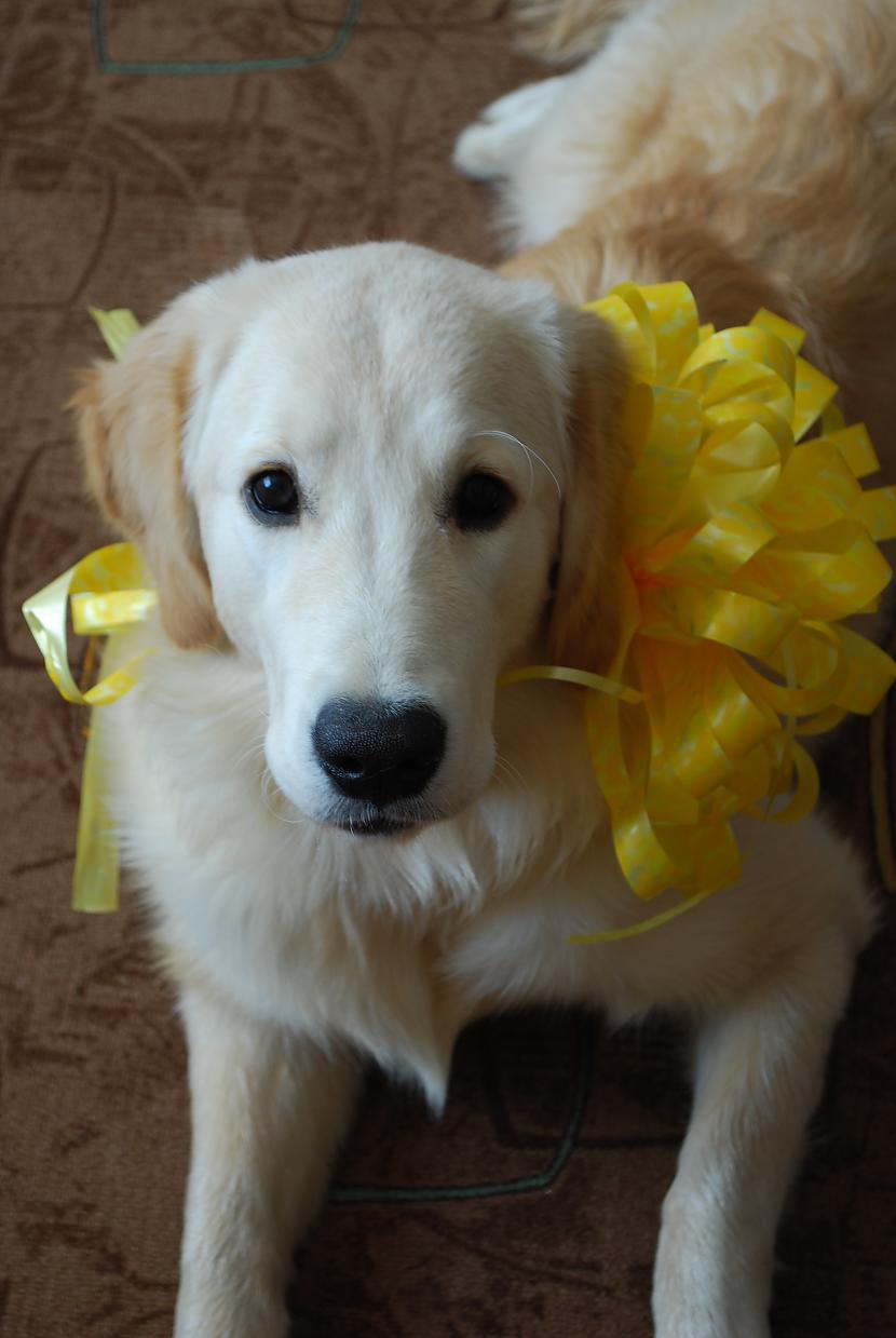  Autors: becinja golden retriever