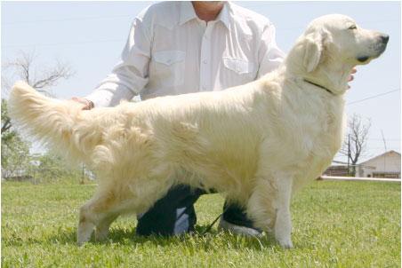  Autors: becinja golden retriever