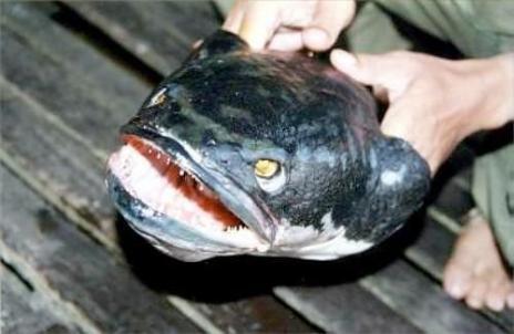 5 vieta Čūskasgalvas zivs... Autors: BērziņšVainīgs Top 10 Pasaules Velnišķīgākās Zivis