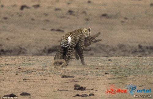 Krokodils saka intensivi... Autors: exe Titanu cina:leopards pret krokodilu.