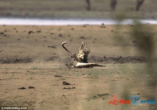 Beidzotleoparda zobi stipri... Autors: exe Titanu cina:leopards pret krokodilu.