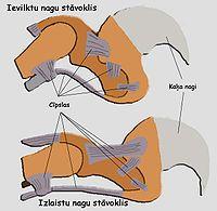  Autors: Sniegbalte Vai Tu zināji šo visu par kaķiem?