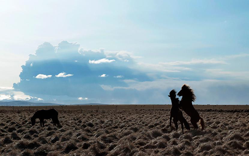 Horses fight near the town of... Autors: ixtys Islandes Eyjafjallajokull volcano