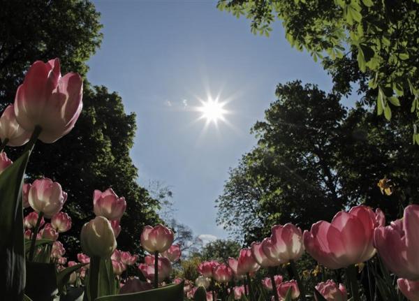 Tulpes Vīnes parkā 22042010 Autors: EsTepat Reuters