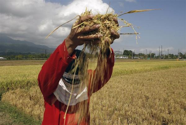 Lauksaimnieks izsijā rīsus... Autors: EsTepat Reuters