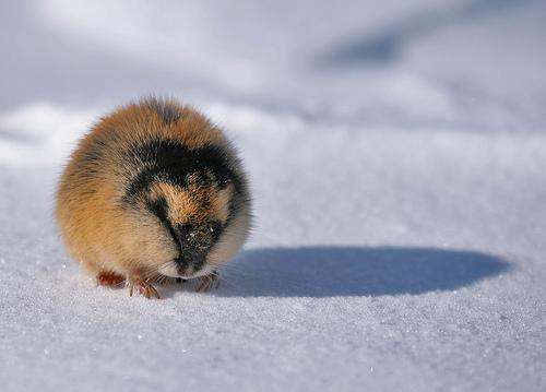 Norvēģijas lemingi dzīvo... Autors: shandyy Dažas interesantas radībiņas