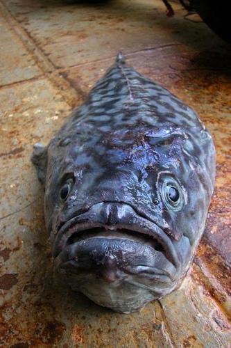 Šīs zivju sugas tēviņiem ir... Autors: augsina Neizdomāti monstri.
