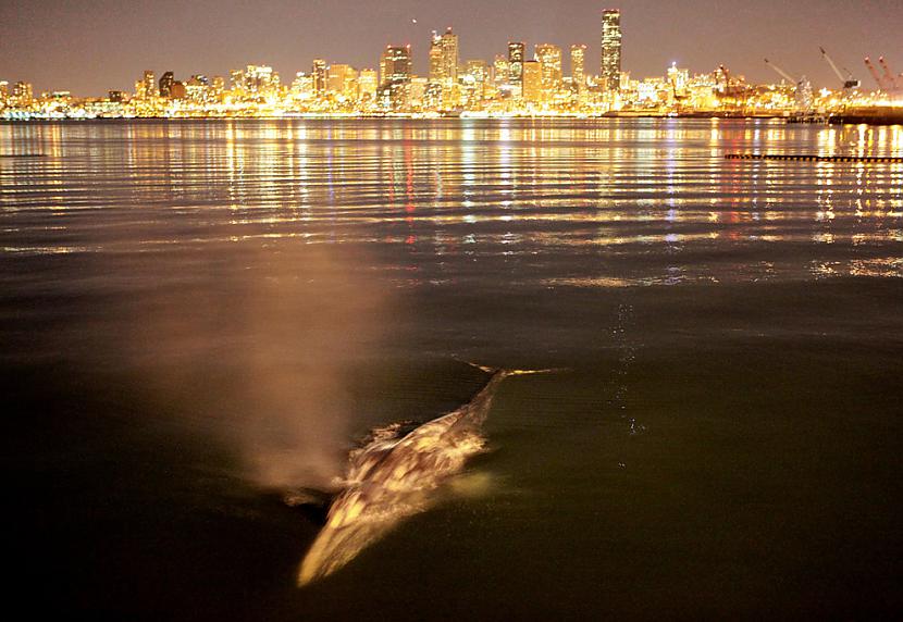 Pelēkais valis iepeldējis upē... Autors: parafins Zemes diena 2010
