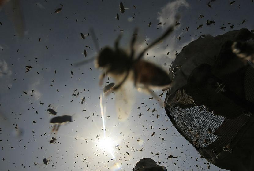 Palestņiešu biškopji pārbauda... Autors: parafins Zemes diena 2010