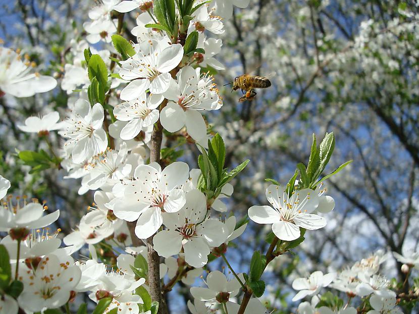 vienīgā bite ko paspēju... Autors: coma cat Pavasaris manā dārzā :)