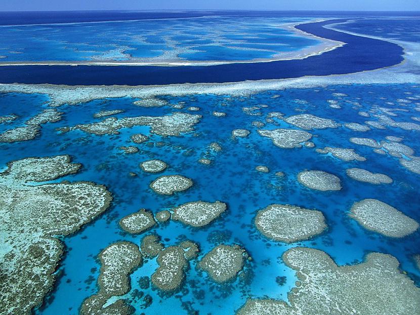 Great Barrier Reef Austrālija Autors: atili nirstam ūdeņos