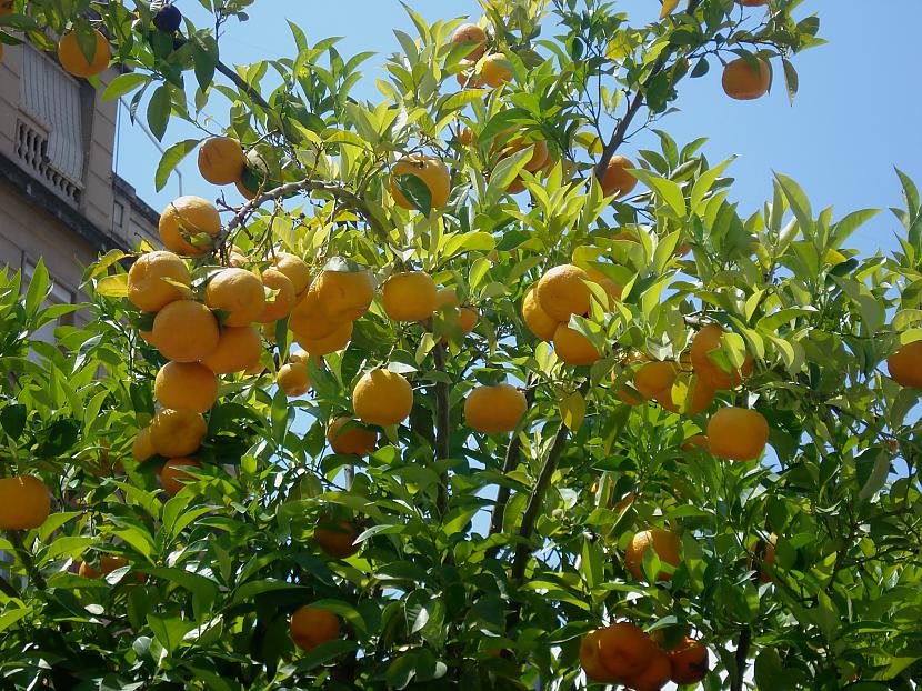 Apelsīni daudz un visur tikai... Autors: Almucha Granada, ļoti skaista un vēsturiska Spānijas pilsēta