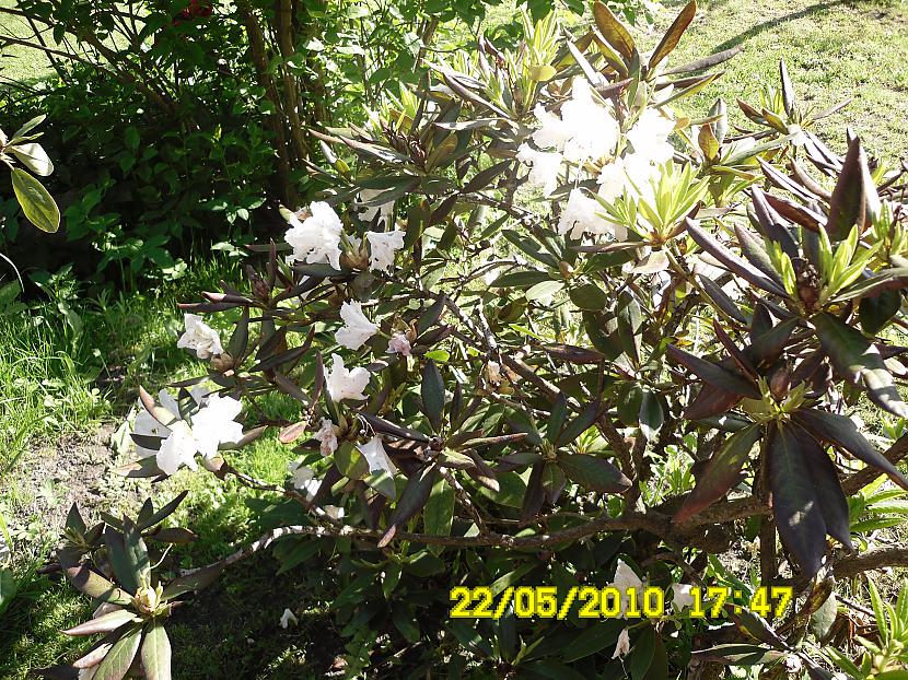 rododendra zieds Autors: rihardsjanis vasara klāt