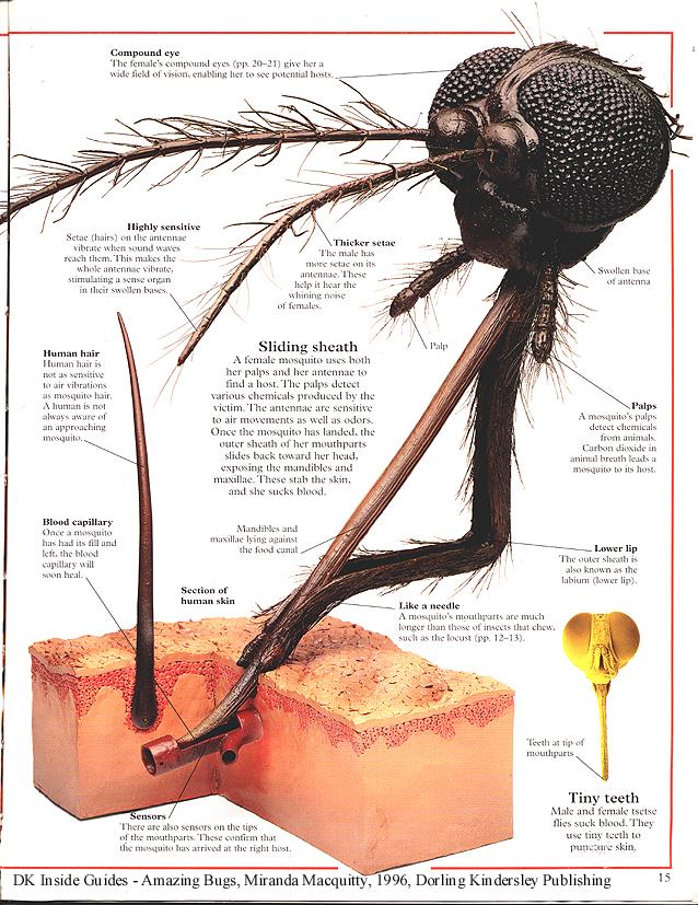  Autors: eozz Apnika odi? mācies kāpēc tevi ēd!