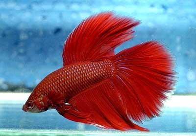  Autors: ilzeitja Gailītis - Betta splendens