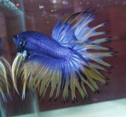  Autors: ilzeitja Gailītis - Betta splendens