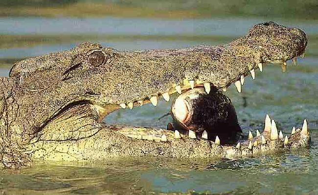 Krokodili lai varētu dziļāk... Autors: DjOutlaw Vai Tu zināji? 2!