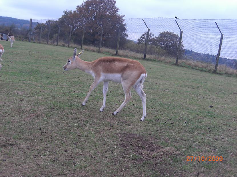  Autors: Espumisan Safari parks!