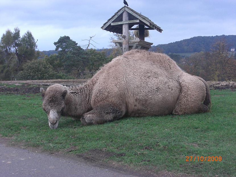  Autors: Espumisan Safari parks!