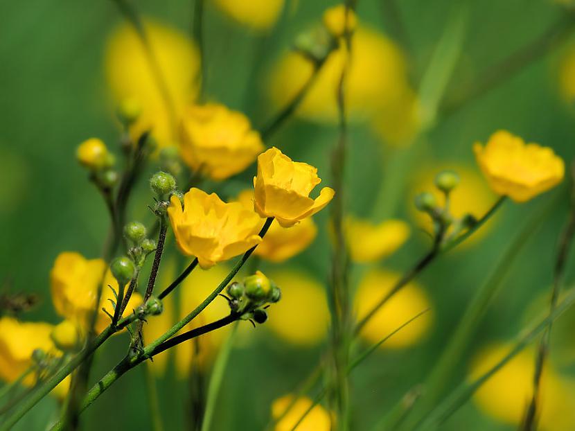 yellow and green Autors: roweenia Tici vai NĒ..,bet Ir vasara!!!