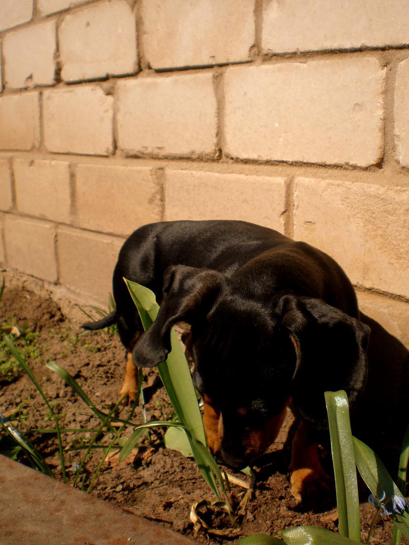 tauste Autors: DogPeople Everything