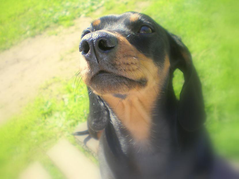 Mīlu šo purniņu Autors: DogPeople Mani pēdējā laika darbi