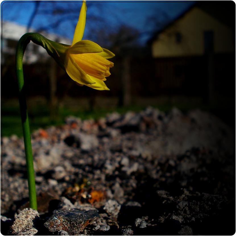  Autors: al1ce laika gaitā fotografēts.