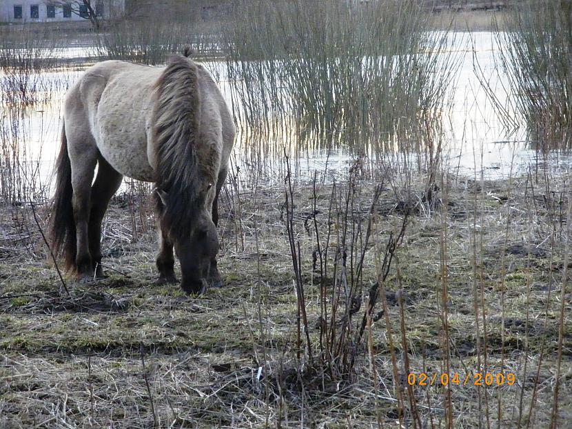 Arī tik tad viņi nebija tik... Autors: SANjaa Jelgavas Savvaļas zirgi