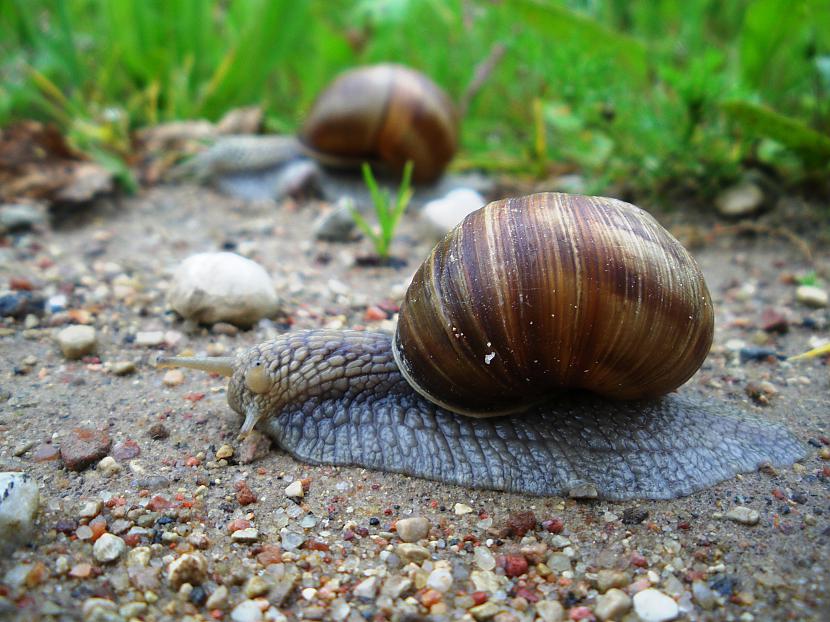 Pēc kā vīngliemeži garšo ... Autors: SANjaa Skaistie Vīngliemeži