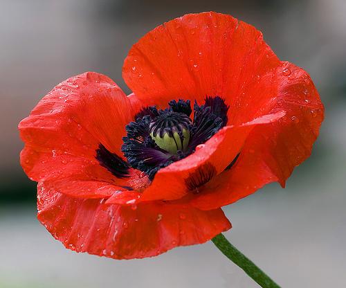 Nosaukums  Oriental Poppy Šim... Autors: Bjaataa 16 skaistākie ziedi.