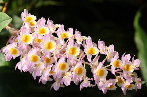 Nosaukums  Dendrobium Ir... Autors: Bjaataa 16 skaistākie ziedi.