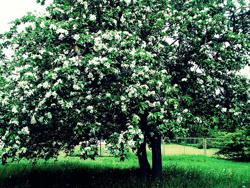 tree Autors: DakotaDiamond Man patīk paniekoties