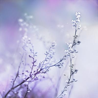 Mums visiem vajag lai būtu... Autors: anny Beautiful, calm, soft and dreamy photography