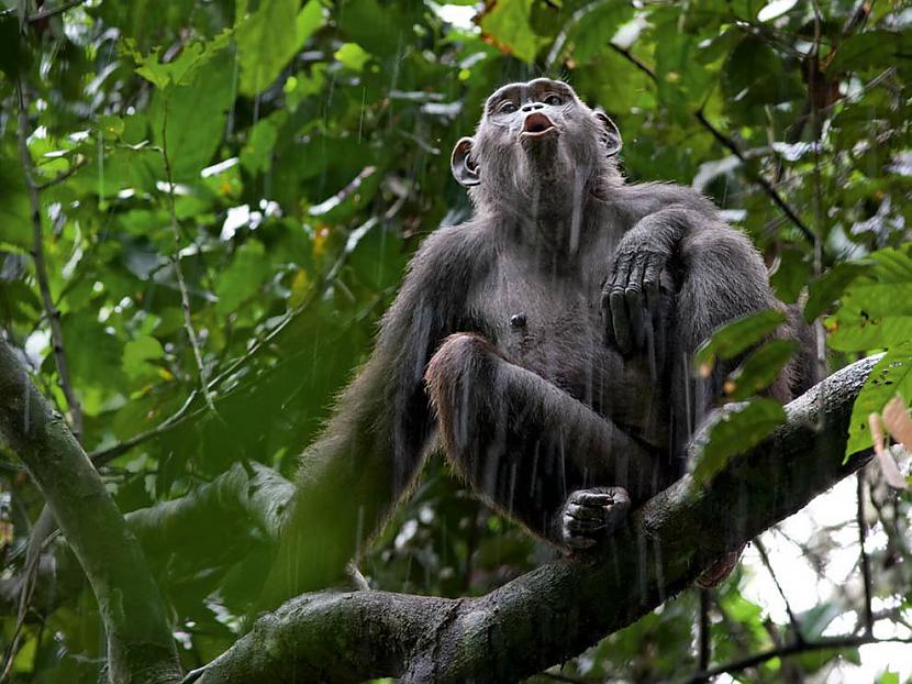 Šimpanze Autors: Thief Zemes seksīgākie iemītnieki