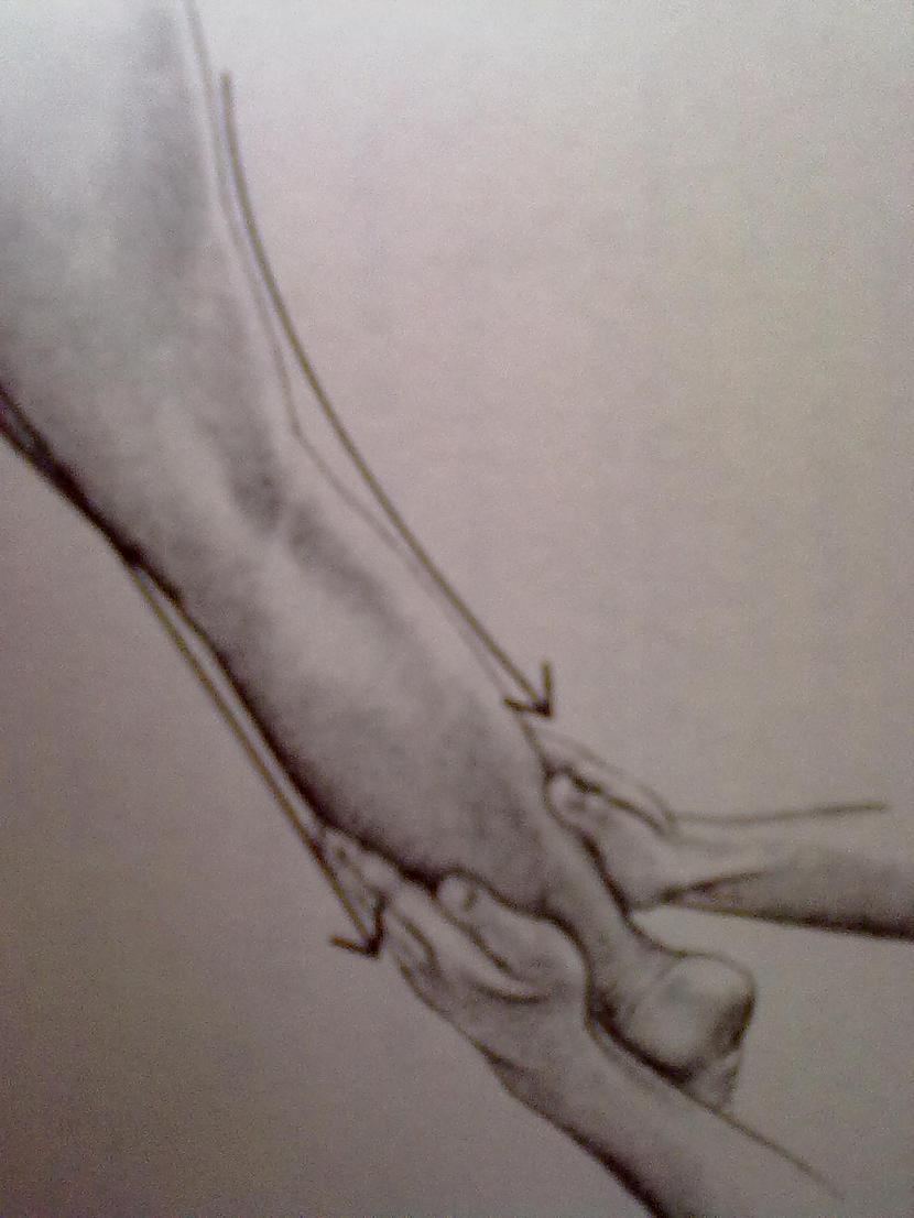 Velciet rokas lejup pa kāju... Autors: Grandsire Erotiskā masāža : Kāju aizmugurējā daļa