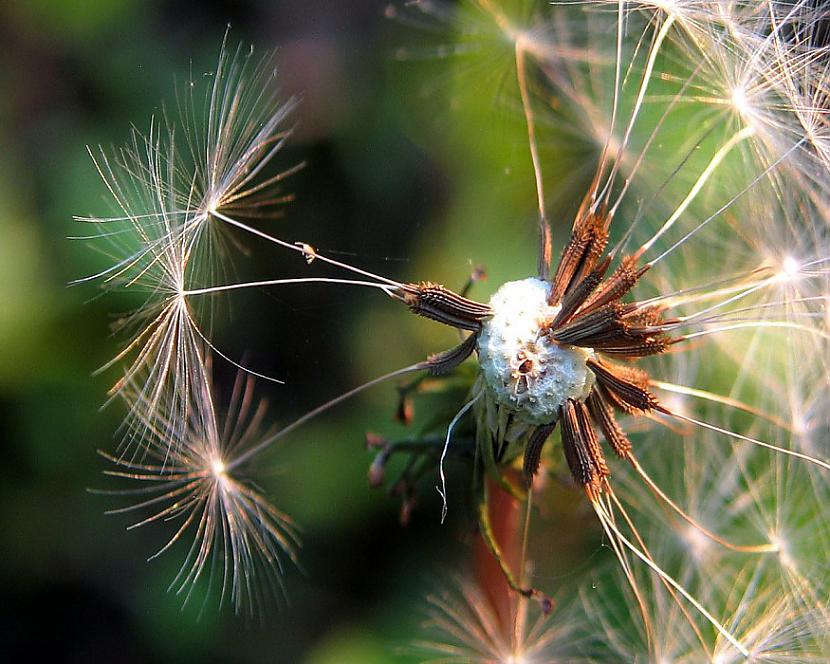  Autors: Botkilla Nature is just awesome.