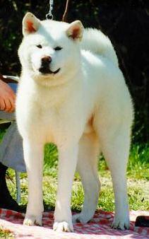 Akita Inu Autors: HuHa Sunīši =)